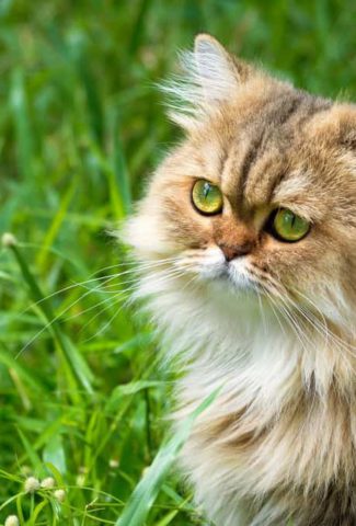 Asian Semi-longhair